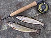 Boothbay Region Brookies